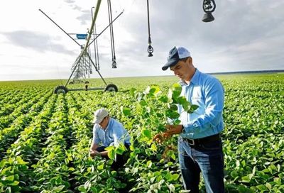 孟山都的隐秘布局 中国农业自主性与技术依赖的反思