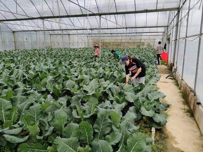 黄道乡 生态产业赋能乡村振兴与农业种植技术开发