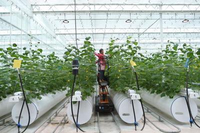 浙江嘉兴 农业数字化工厂的智慧技术开发