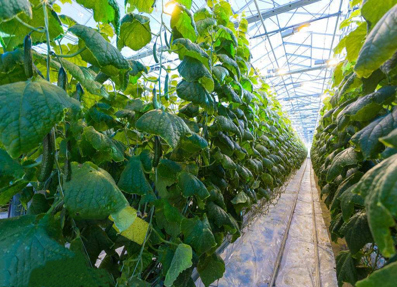 温室大棚黄瓜高效种植三项关键技术