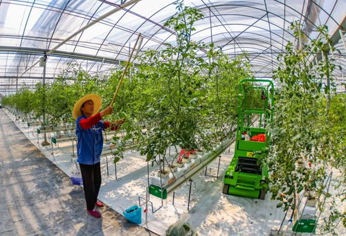 庆丰收 兴乡村 南京农业嘉年华亮点纷呈，引领农业种植技术新潮流