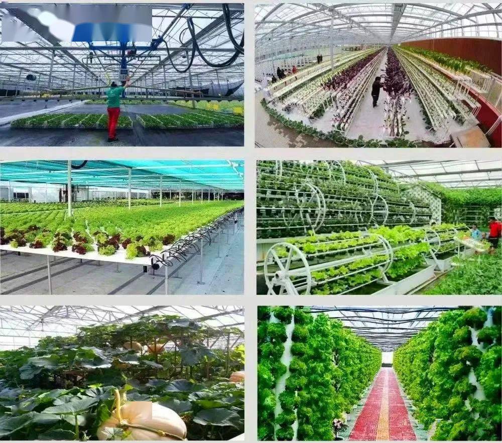 无土栽培 突破土壤限制的现代种植技术