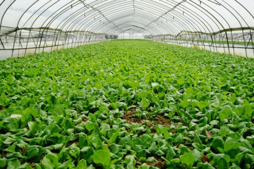 助农增收促发展 农业技术革新，轻松种出“金饽饽”