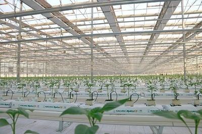 贫瘠土地也能丰收奇迹 以色列农业种植技术的启示