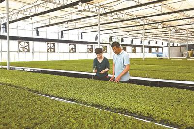 菊苗郁郁葱葱——农业种植技术的创新与发展