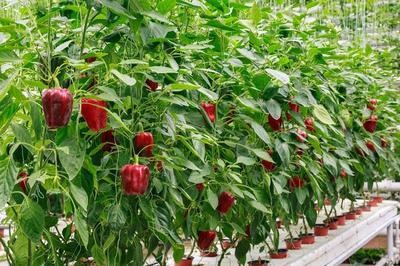 一抹“苍溪红” 农业辣椒科技产业扶贫扶智与种植技术开发