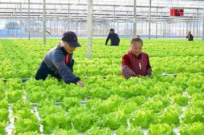 平湖智慧共富大棚 现代水培蔬菜管护与农业种植技术开发