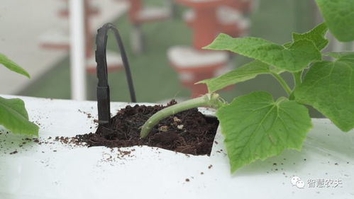 无土栽培 驱动农业产业科技化发展的新兴种植技术