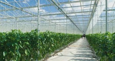 一亩蔬菜大棚的利润分析与高收益种植选择