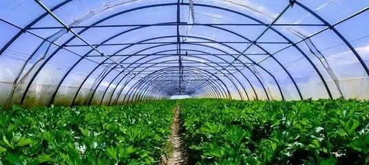 新型大棚蔬菜种植技术 高效实用，种植户必学指南