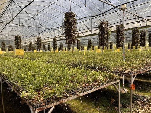 云南广南 构建铁皮石斛产业综合体，以技术开发驱动农文旅三产融合