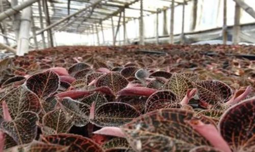 携手广西久园农业科技 解锁金线莲高效种植新篇章，实现收益跃升