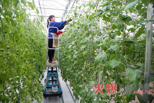 第十四届菜博会展览内容介绍 农业种植技术开发新亮点