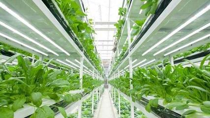 T20荷兰绿色智慧农业企业专题路演 解码未来种植技术的前沿实践