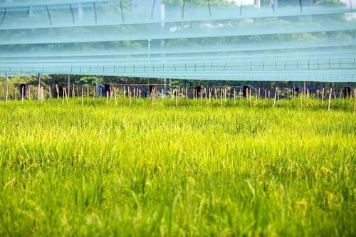 智慧农业时代来临 蜂窝物联网技术引领种植新变革