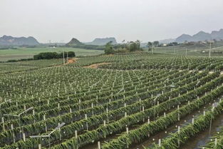 火龙果点燃脱贫梦 贫困县农业技术开发的红色奇迹