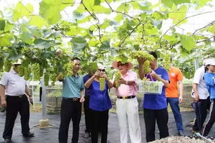 阳光玫瑰葡萄香飘满园 创会会长单位农业技术赋能，暑期采摘正当时